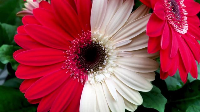 Beautiful red and white gerbera daisy blooms close up. Flower background. Pretty daisy flower blossoms macro view. Colorful flowers.