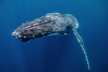 humpback whale