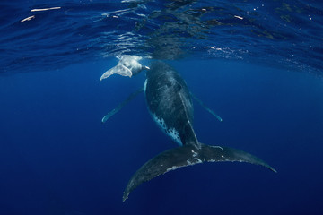 whale and baby