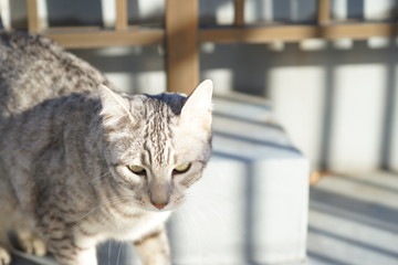 エジプシャンマウ