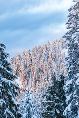 view of snow covered forest on the slope behind tall pine trees under cloudy sky