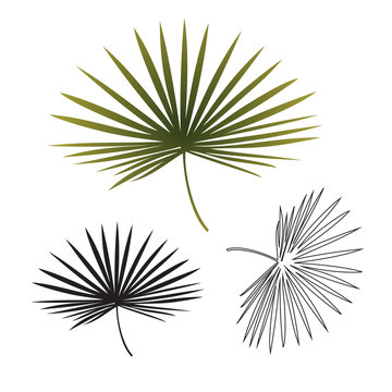 Black and white exotic tropical palm leaf isolated. Hand drawn sketch illustration.