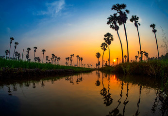 Naklejka premium Toddy palm and reflection of water in beautiful sunrise.