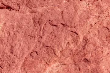 Natural coral abstract background and texture - Image