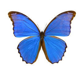 Beautiful butterfly isolated on white background. (whit clipping path)