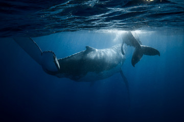 Whales playing