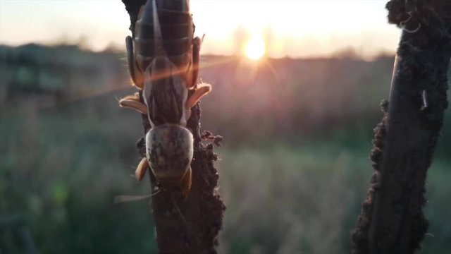 Hideous insect like bear at sunset in rays of sun. Mole cricket (Gryllotalpa gryllotalpa) on sky background. Scary images of close-up of insects. Selective focus, tilt shift lens