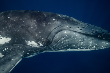 whale eye