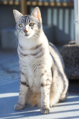 エジプシャンマウ