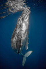 Humpback calf