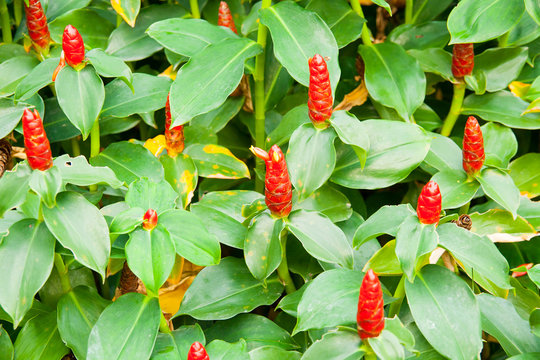 red costus or spiral gingers growing in the garden, horizontal formation