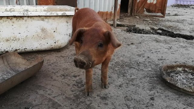 Red-haired Pig Duroc. New Year 2019 Yellow Pigs. Сoncept of healthy lifestyle in nature, love of peace, vegan, vegetarian style, respect for nature