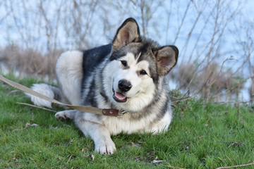 Portrait of the Alaskan Malamute. The dog is on a walk.