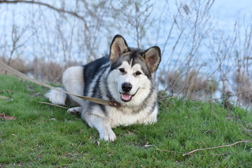 Portrait of the Alaskan Malamute. The dog is on a walk.