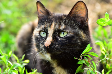 The cat is lying on the grass. Portrait of a kitten.