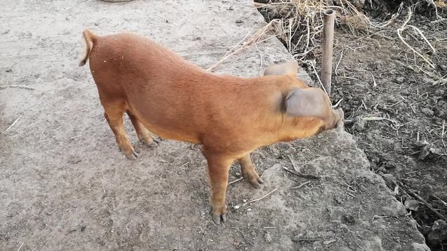 Red-haired Pig Duroc. New Year 2019 Yellow Pigs. Сoncept of healthy lifestyle in nature, love of peace, vegan, vegetarian style, respect for nature