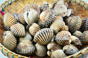close up fresh cockles in the basket isolated on white background