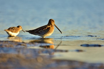 The common snipe (Gallinago gallinago) on shore