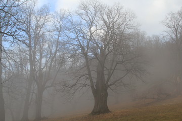 Hukvaldy obora autumn