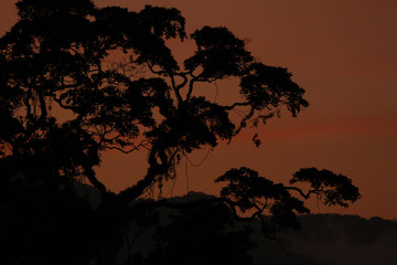 tree at sunset