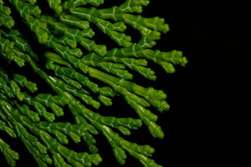 background of green leaves of tree