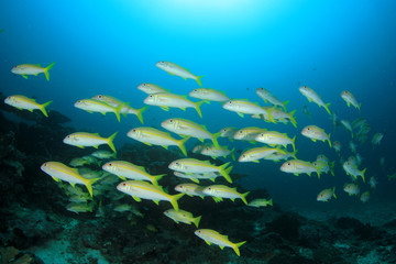 Fototapeta na wymiar Fish on coral reef 