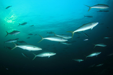 Rainbow runner fish 