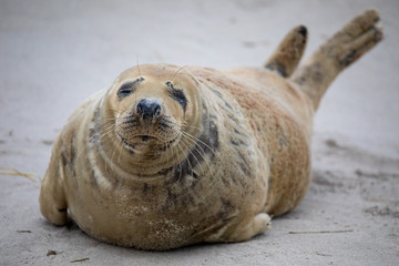 Naklejka premium Kegelrobbe (Halichoerus grypus) auf Helgoland