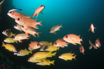 Fish on coral reef 