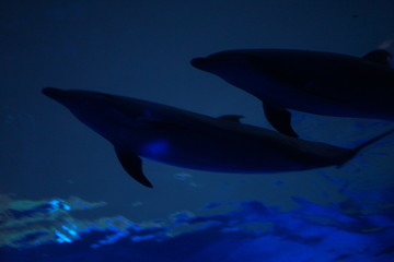水族館のイルカ
