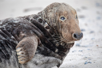 Kegelrobbe (Halichoerus grypus) auf Helgoland