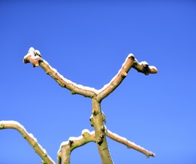 pruned apple brancjes under the snow
