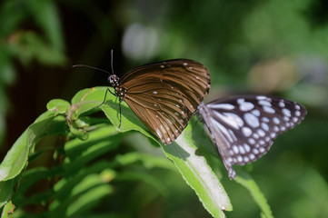 Butterflies on green leaf in the garden