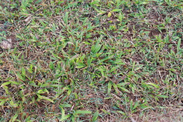 young plants in the field