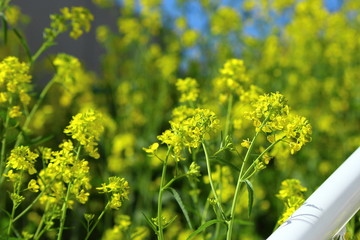 Obraz premium 菜の花