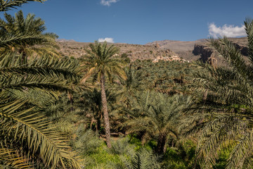 Fototapeta na wymiar The mountain village of Misfat, Oman