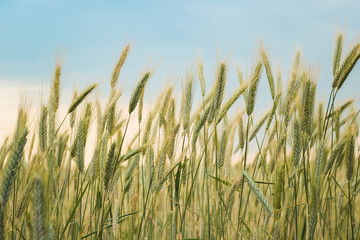 Yellow spikelets of wheat in the field close up on a blue sky background