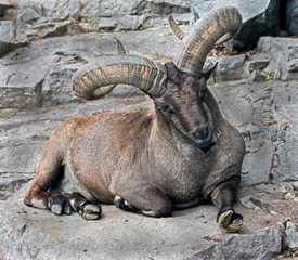 East caucasian tur male. Latin name - Capra cylindricornis