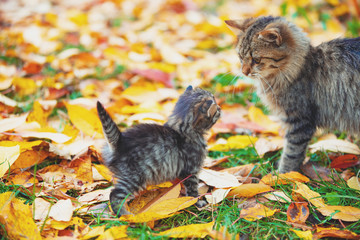 Little kitten and mother cat walk on fallen leaves in the autumn garden
