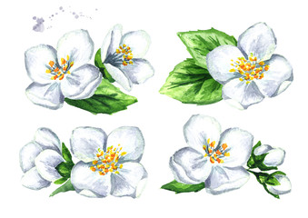 White jasmine flowers set. Watercolor hand drawn illustration, isolated on white background