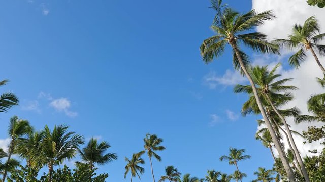 Top of coconut palm trees with clouds and blue sky background, nobody