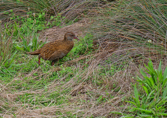 Wildlife on the Western coastline of Southern New Zealand