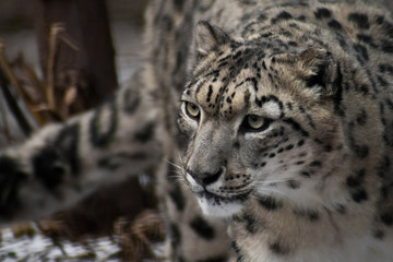 Beautiful and noble face of the snow leopard close-up in the winter among the branches
