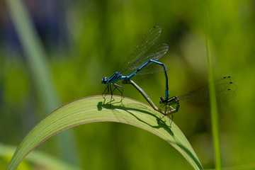 Dragonflys