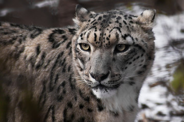Beautiful and noble face of the snow leopard close-up in the winter among the branches
