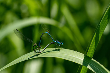 Dragonflys