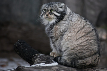 Naklejka na ściany i meble Brutal and dissatisfied wild cat Manul irritably looks at the world