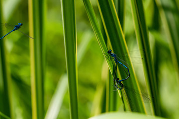 Dragonflys