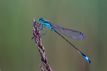 Dragonflys