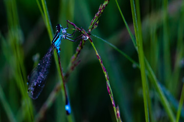 Dragonflys